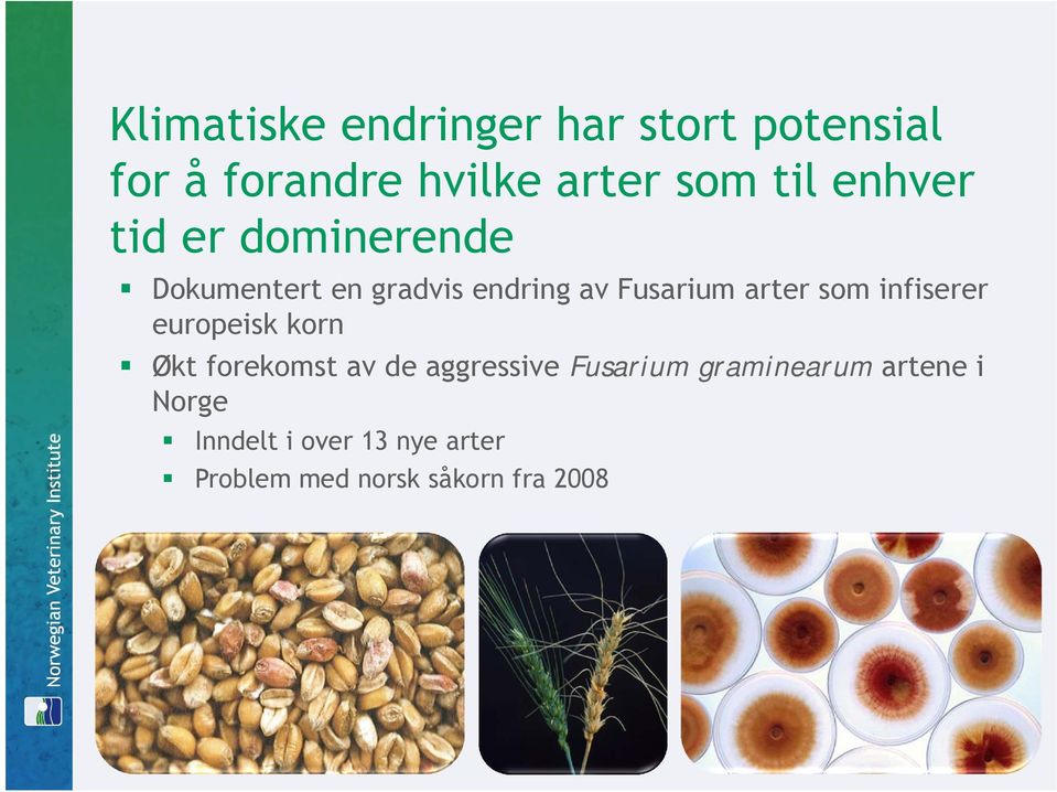 som infiserer europeisk korn Økt forekomst av de aggressive Fusarium