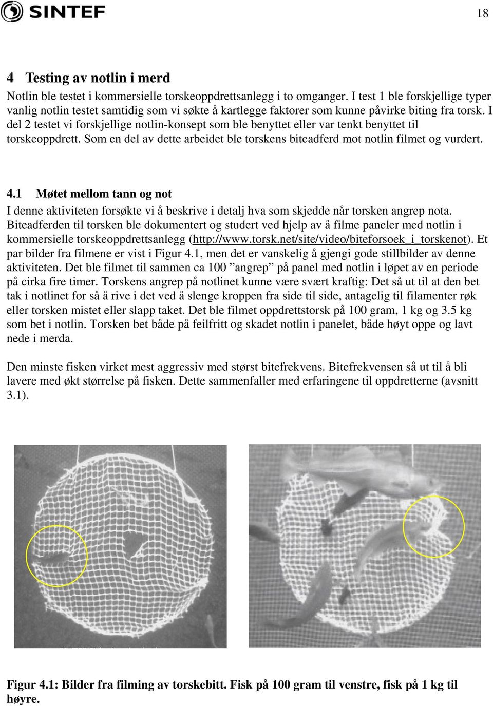 I del 2 testet vi forskjellige notlin-konsept som ble benyttet eller var tenkt benyttet til torskeoppdrett. Som en del av dette arbeidet ble torskens biteadferd mot notlin filmet og vurdert. 4.