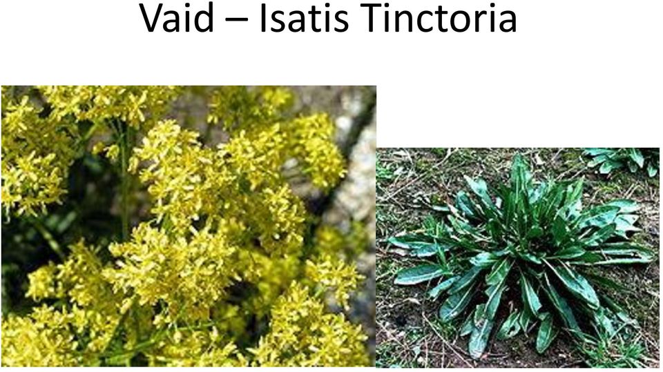 Tinctoria