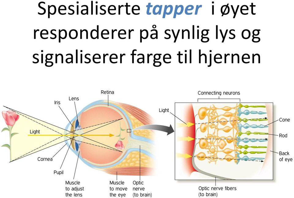 synlig lys og