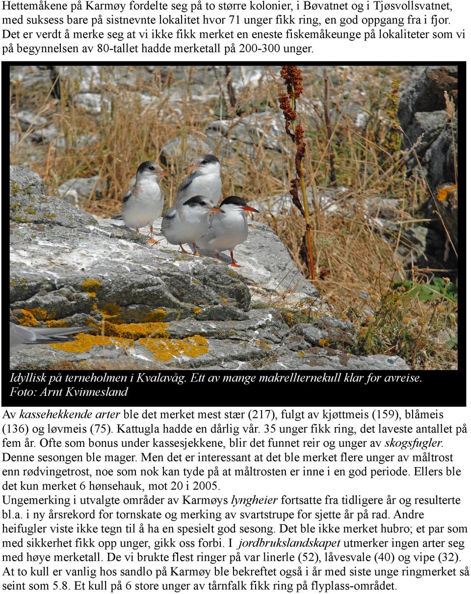 Ett av mange makrellternekull klar for avreise. Foto: Arnt Kvinnesland Av kassehekkende arter ble det merket mest stær (217), fulgt av kjøttmeis (159), blåmeis (136) og løvmeis (75).