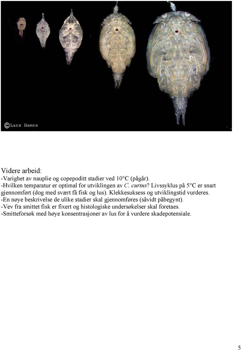 Livssyklus på 5 C er snart gjennomført (dog med svært få fisk og lus). Klekkesuksess og utviklingstid vurderes.