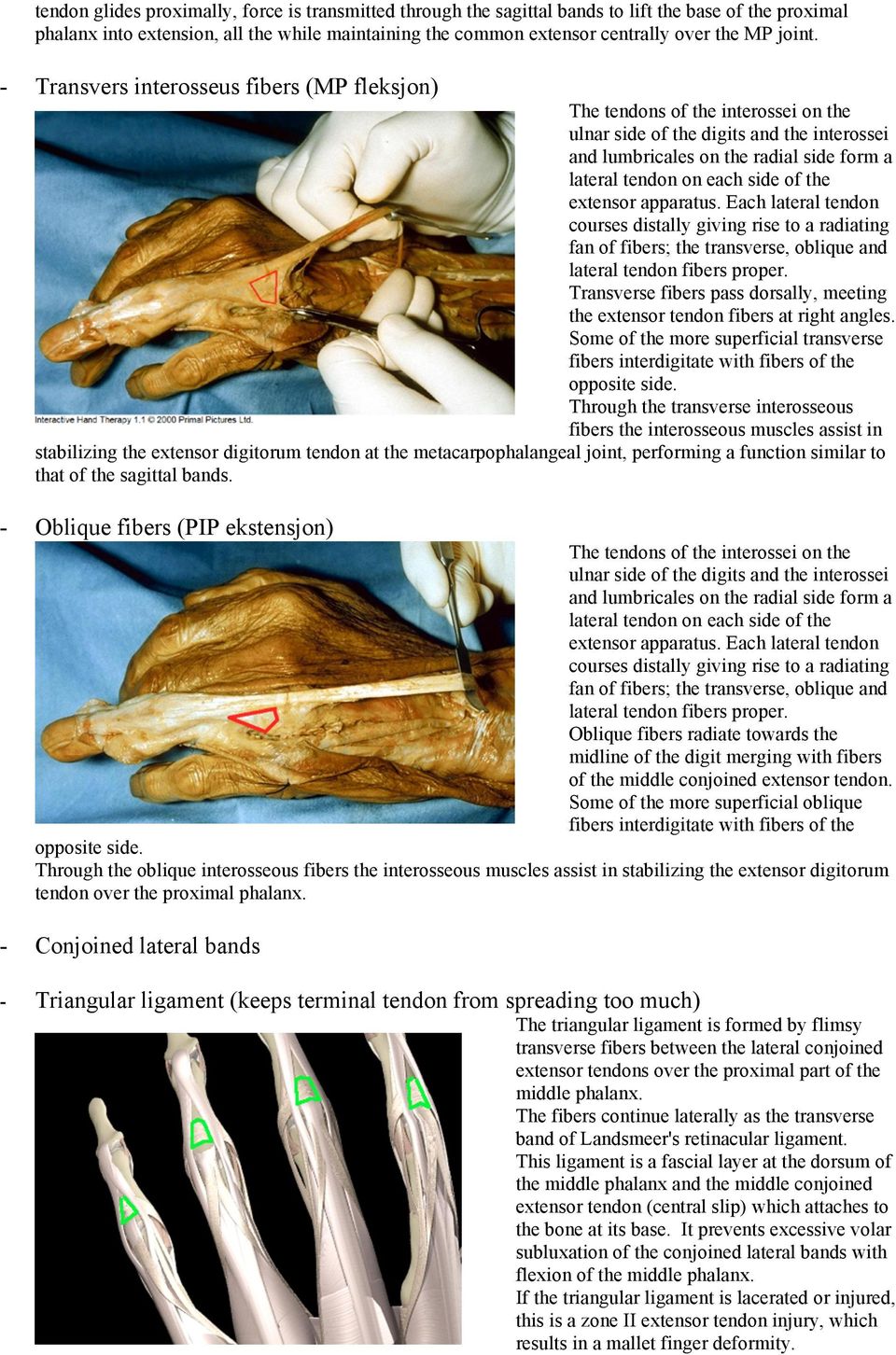 - Transvers interosseus fibers (MP fleksjon) The tendons of the interossei on the ulnar side of the digits and the interossei and lumbricales on the radial side form a lateral tendon on each side of