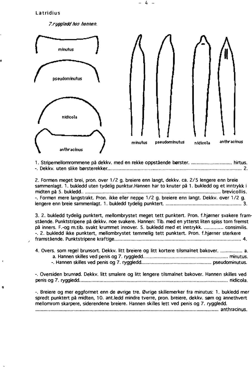 bukledd brevicollis. -. Formen mere langstrakt. Pron. ikke eller neppe 1/2 g. breiere enn langt. Dekkv. over 1/2 g. lengere enn breie sammenlagt. 1. bukledd tydelig punktert 3. 3. 2.