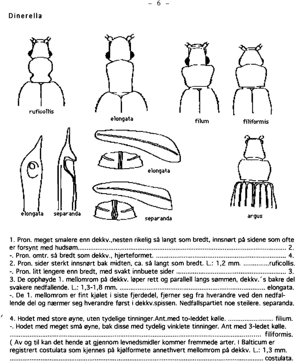 3. De opphlilyde 1. mellomrom pf! dekkv. Ililper rett og parallelllangs slilmmen, dekkv. s bakre del svakere nedfallende. L.: 1,3-1,8 mm elongata. -. De 1.