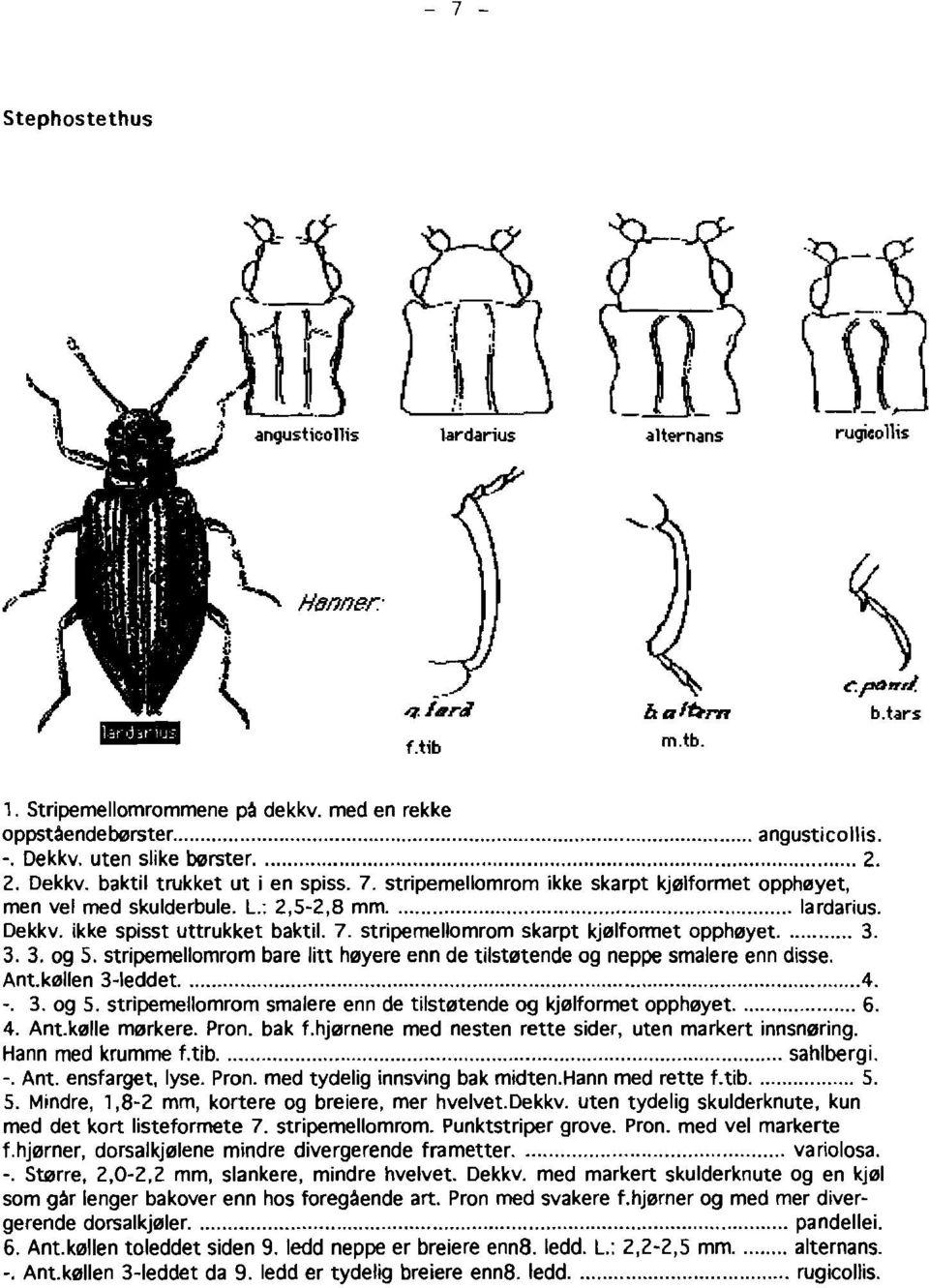 : 2,5-2,8 mm lardarius. Dekkv. ikke spisst uttrukket baktil. 7. stripemellomrom skarpt kj01formet opph0yet 3. 3. 3. og 5.