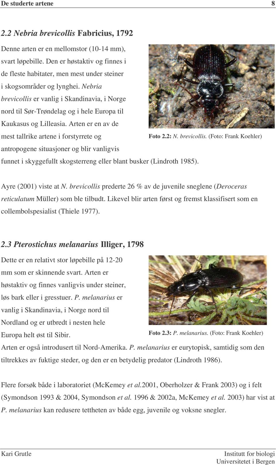 Nebria brevicollis er vanlig i Skandinavia, i Norge nord til Sør-Trøndelag og i hele Europa til Kaukasus og Lilleasia.