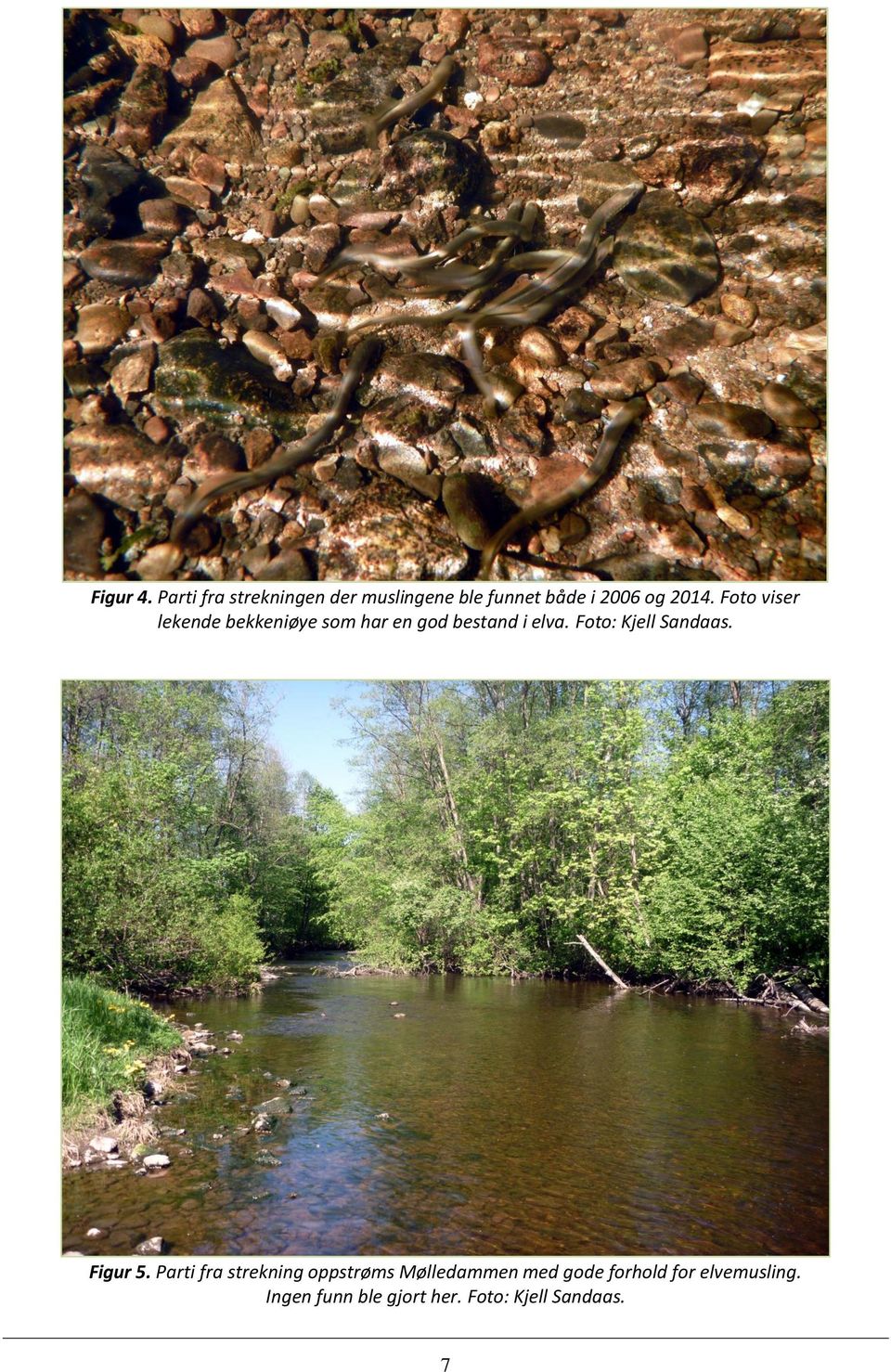 Foto viser lekende bekkeniøye som har en god bestand i elva.