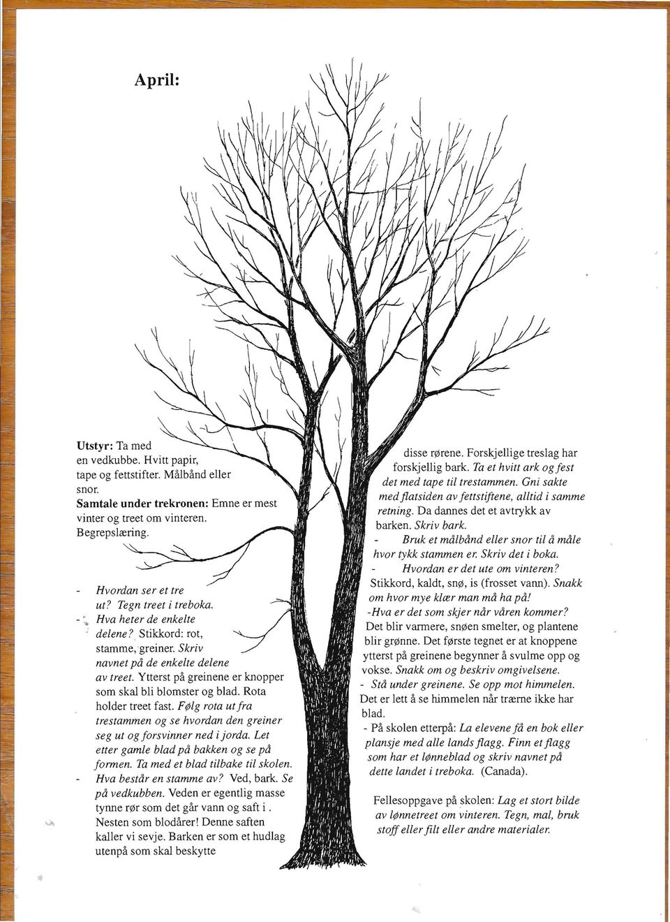 Rota holder treet fast. F lg rota utfra trestammen og se hvordan den greiner seg ut og forsvinner ned i jorda. Let etter gamle blad po. bakken og se po. formen. Ta med et blad tilbake til skolen.