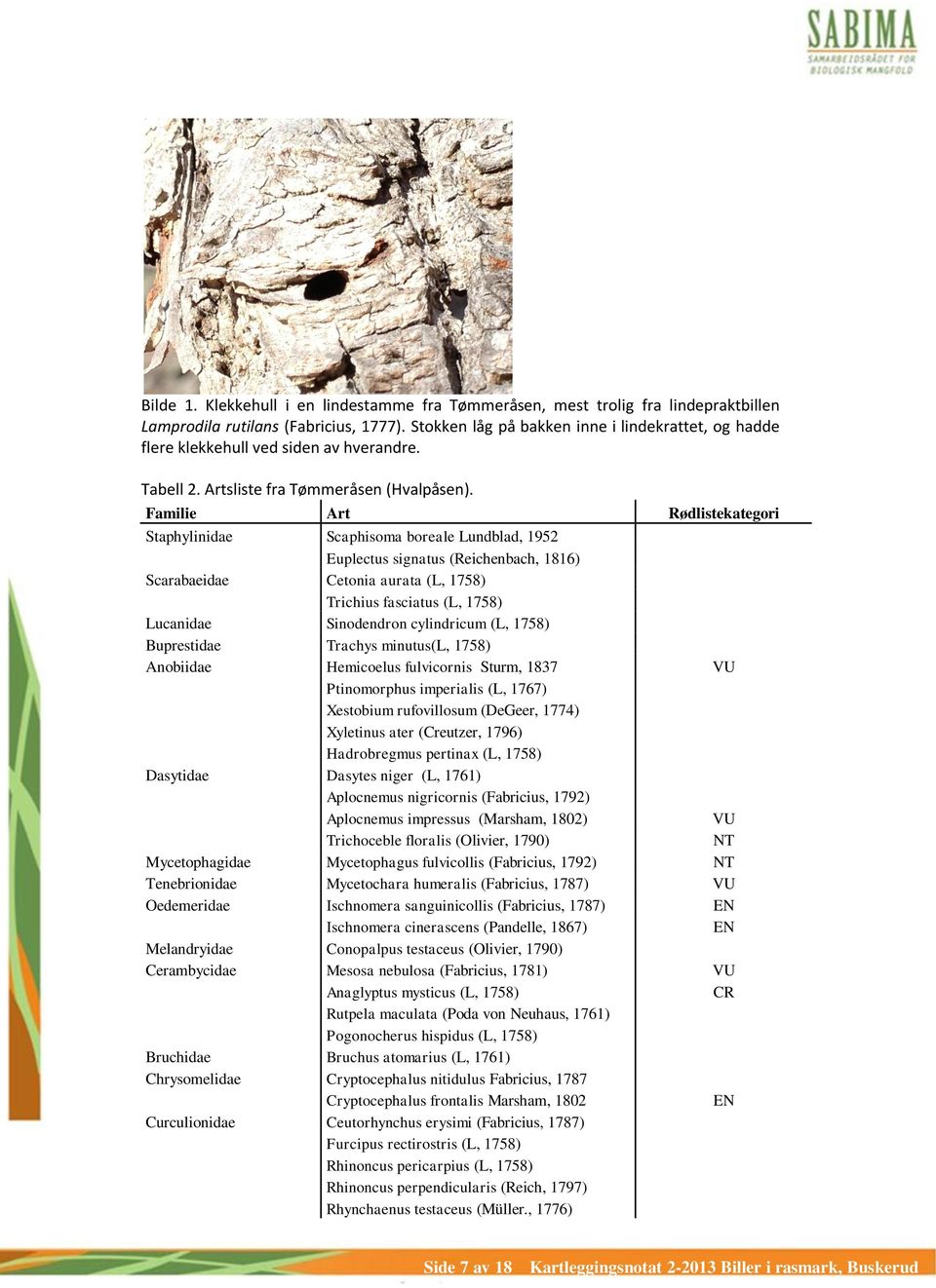 Familie Art Rødlistekategori Staphylinidae Scaphisoma boreale Lundblad, 1952 Euplectus signatus (Reichenbach, 1816) Scarabaeidae Cetonia aurata (L, 1758) Trichius fasciatus (L, 1758) Lucanidae