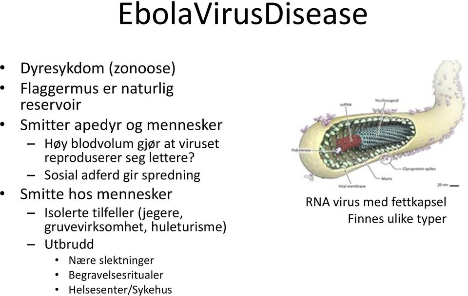 Sosial adferd gir spredning Smitte hos mennesker Isolerte tilfeller (jegere,