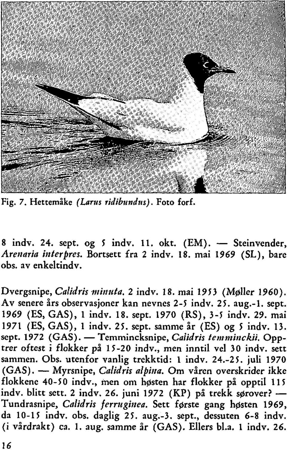 mai 1971 (ES, GAS), 1 indv. 2 5. sept. samme år (ES) og 5 indv. 13. sept. 1972 (GAS). - Temmincksnipe, Caiidris fentmirtckii. Opptrer oftest i flokker på 15-20 indv., men inntil vel 30 indv.