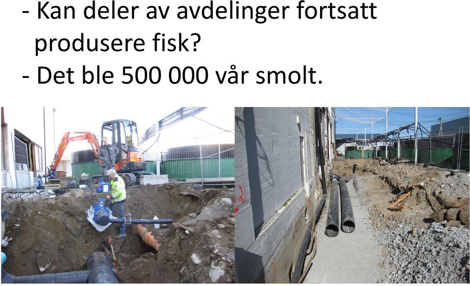 produsere fisk?