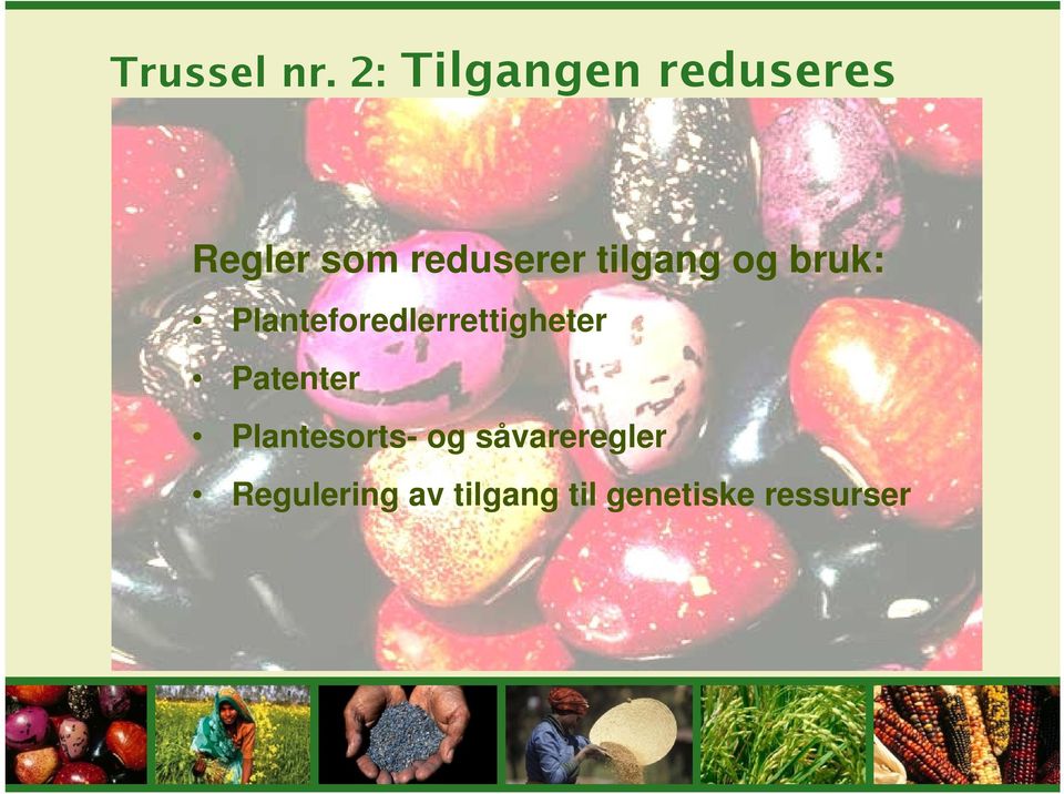 tilgang og bruk: Planteforedlerrettigheter