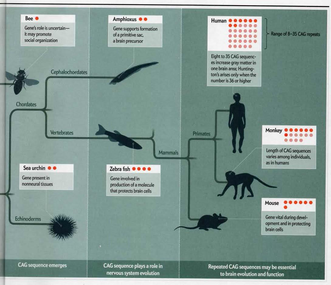 evolusjonshistorien til nervesystemet, og at mange CAG-repetisjoner i genet i hjerneceller bedrer både kognitive ferdigheter og evne til seksuell og annen sosial omgang.