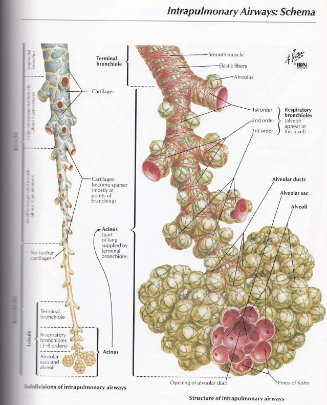 PULMONALE LYMFEKNUTER Anatomi: Segment bronkus Store intrasegmentale Bronkier (ca 5