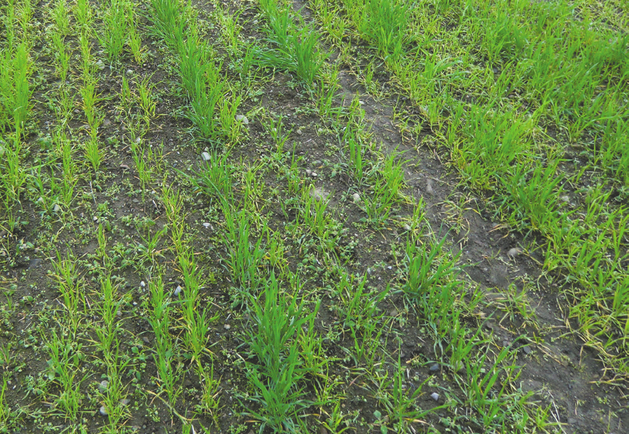 I en forsøksserie der en undersøkte virkningen av ulike forgrøder på angrep av bladflekksjukdommer i Zebra vårhvete, ga ubehandlet hvete med sjukdomssanerende forgrøde avling på nivå med hvete etter