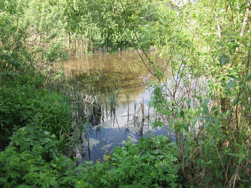 Biodiversitet og artsrikdom E Trær/skog beste valg: Terrestrisk biologi viltkorridorer Akvatisk