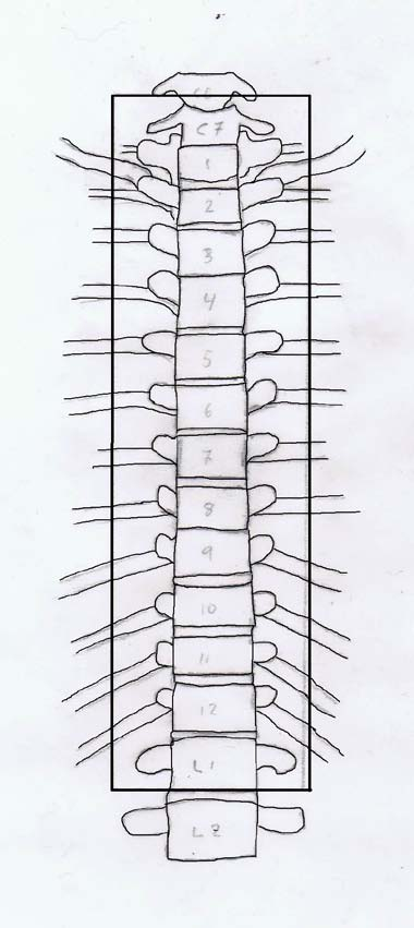 Thoacal columna AP Thoracale corpus prosessus transversus prosessus Spinosus mediale den av costa C7 L1 Sternoclavicularleddene