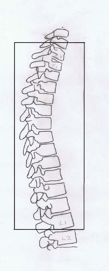 Thoracal columna lateral Thoracale corpus Intervertebrale foramen Alle discus