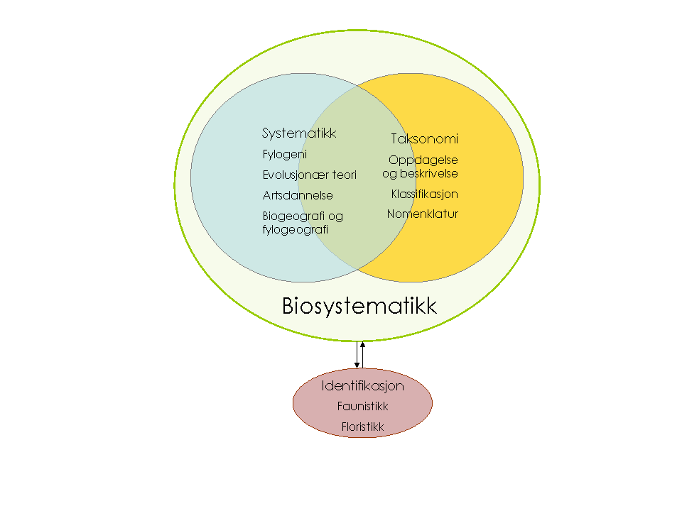 Systematikk er studiet av evolusjonære relasjoner mellom organismer, og er mer teoretisk fundert enn det man forbinder med begrepet taksonomi.