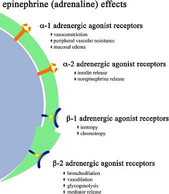 Anaphylaxis: Recent advances in assessment and treatment Journal