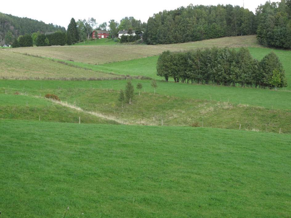 - Kulturlandskapskartlegging i Vestfold 2010 - Bilde 5: Ravinene i Sande hadde flere forekomster av den sterkt truede beitemarkssoppen grønngul vokssopp.