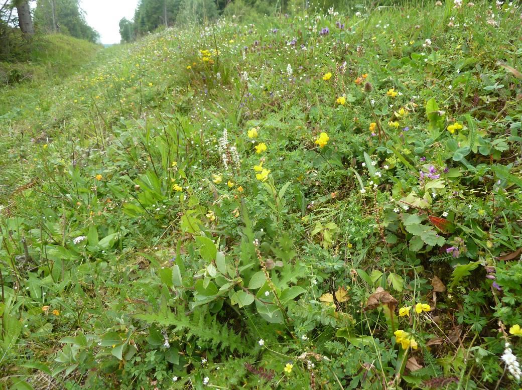 Engpregede erstatningsbiotoper langs veikanter på