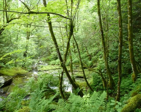 Utvidet planområde i Vårheia, Bergen kommune, Hordaland R A P P O