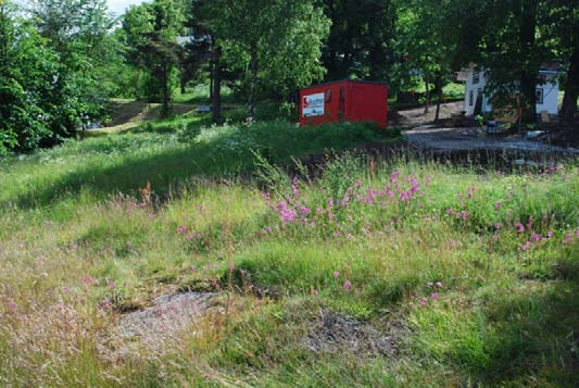 med at aksveronika er rødlistet i kategori EN kombinert med at naturtypen i seg selv er rødlistet bør lokaliteten gis svært viktig verdi (A).