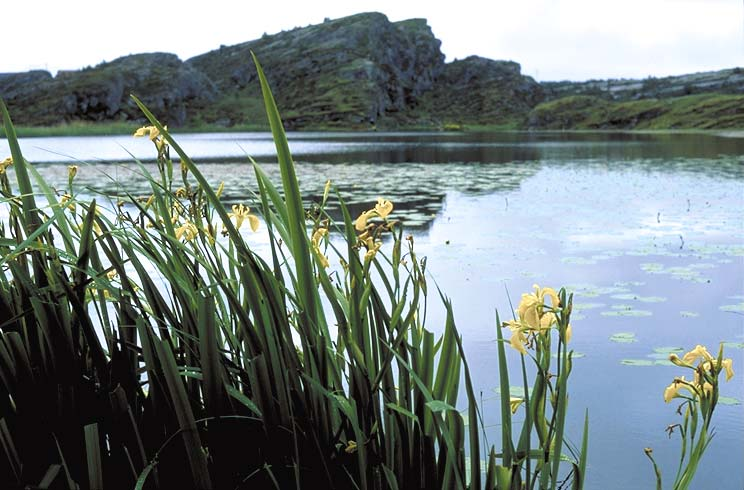 I arbeidet med kartlegging av naturtypar i Øygarden er det kartlagt åtte undertypar av kulturlandskap.