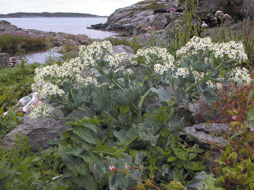 Foto 7. Strandkål er funne berre ein stad i Øygarden, i Grunneviki på Blomøyneset (lok. 42). Det er truleg frø transporterte sjøvegen som er opphav til etablering av denne arten i Øygarden.
