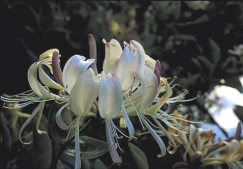 Skog Småtveblad (Listera cordata) Kusymre (Primula vulgaris)