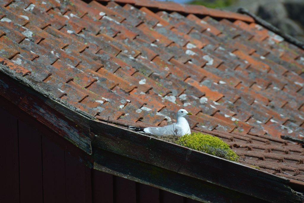 Fiskemåke hekker gjerne på hustak (foto: Haakon Haaverstad).