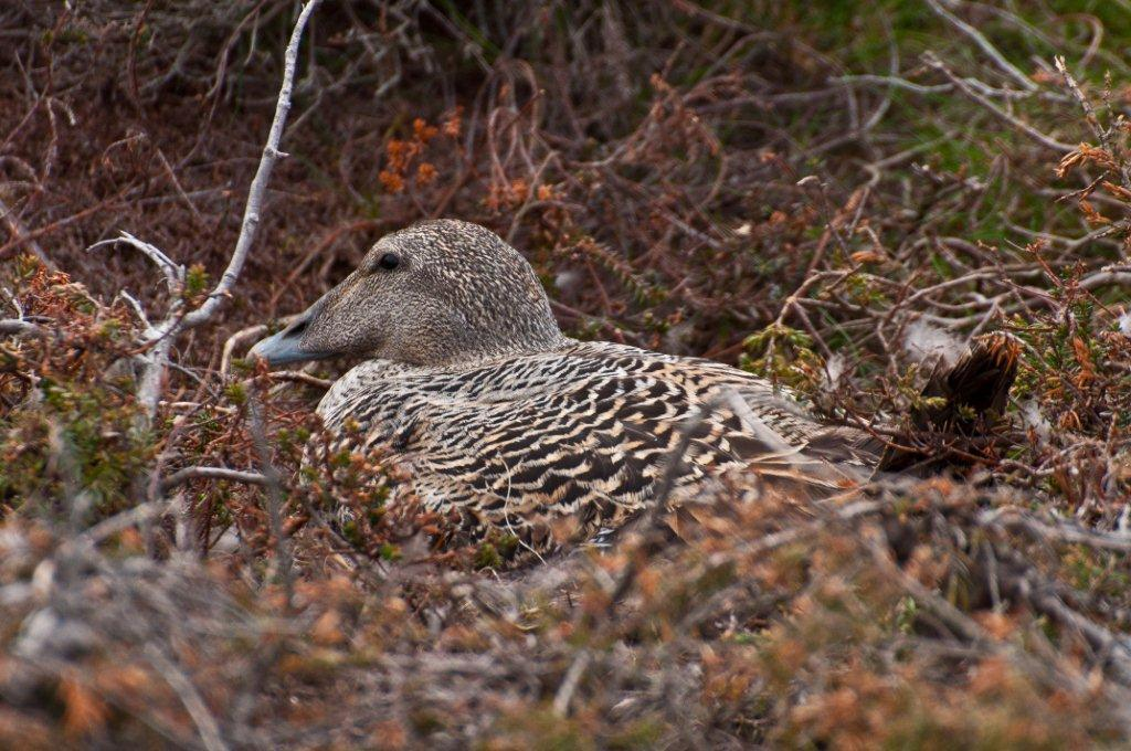 Ærfuglhunn på reir (foto: Haakon Haaverstad). Øvrige ender Andre ender som hekker langs Østfoldkysten er siland, gravand, og stokkand.