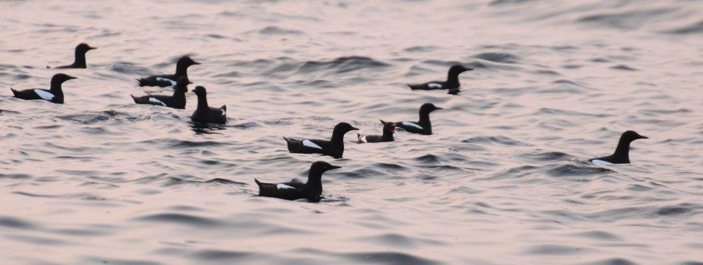 Teist (foto: Haakon Haaverstad). 3.3.8 Tyvjo (NT) Tyvjo har vært registrert med et par i Tisler-Heia i 16 av årene i perioden.