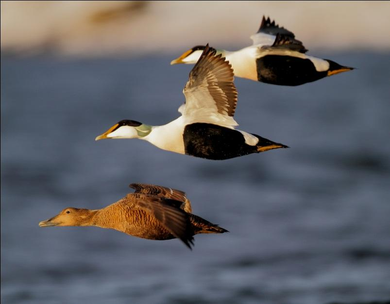1 Innledning Denne rapporten har som hovedformål å vise utviklingstrender for bestander av de viktigste sjøfuglene langs Østfoldkysten.