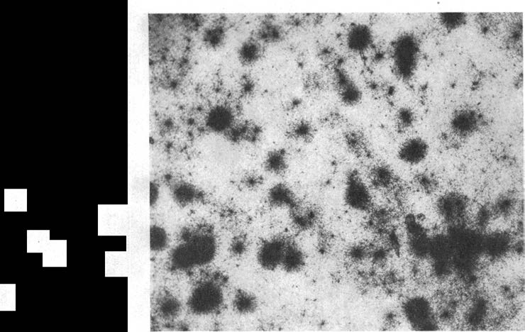 24 IVAN TH. ROSENQVIST Fig. 3 viser med 100 gangers for.>tørrelse et preparat av hydroglimmerleire fra Onsøy tilsatt 0,002 mg radiumbromid pr. 0,05 mg leire.