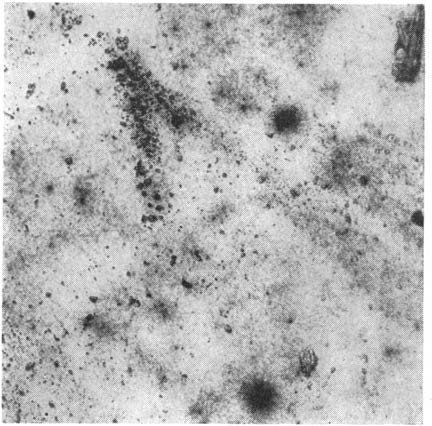 FINKORNIGE MINERALERS INNBYRDES MENGDEFORHOLD 25 Fig. 4 viser med 100 gangers forstørrelse et preparat av knust feltspat fra Larvikit tilsatt 0,002 mg radiumbromid pr. 0.015 mg feltspatmateriale.