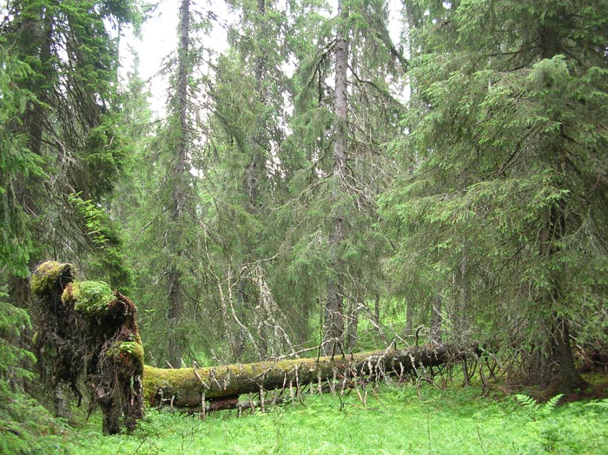 Bilder fra området Bjørkåsen Toppområdet som Bjørkåsen utgjør preges av veksling mellom langstrakte myrdrag og mer kompakte granskogslier.