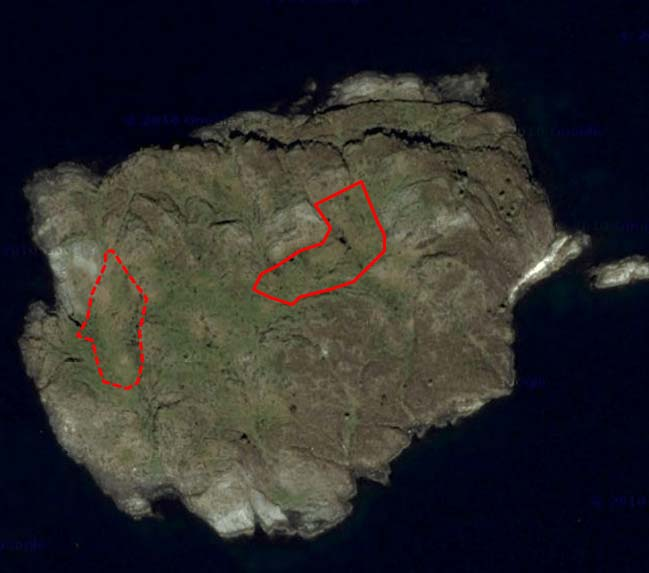 Figur 2: Bilde av Lyngøy tatt fra Google maps. Forsenkningen markert med rødt i nordøst er kjerneområdet for sildemåkene.