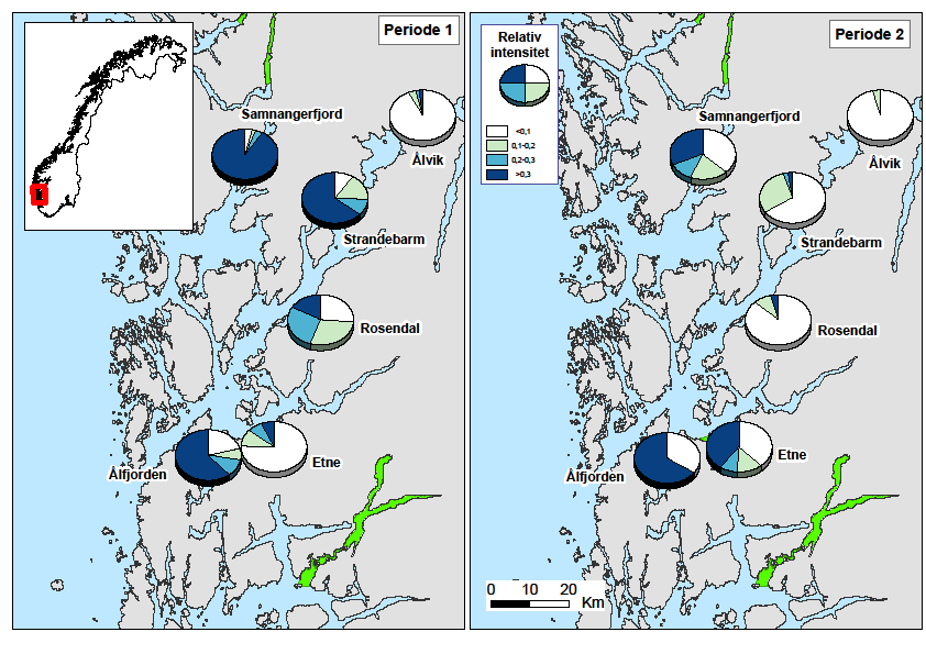 per gram kroppsvekt. I Ålfjorden var 98 % av fisken infestert med i gjennomsnitt 40 lus. 78 % av de undersøkte individene hadde mer enn 0,1 lus per gram kroppsvekt.