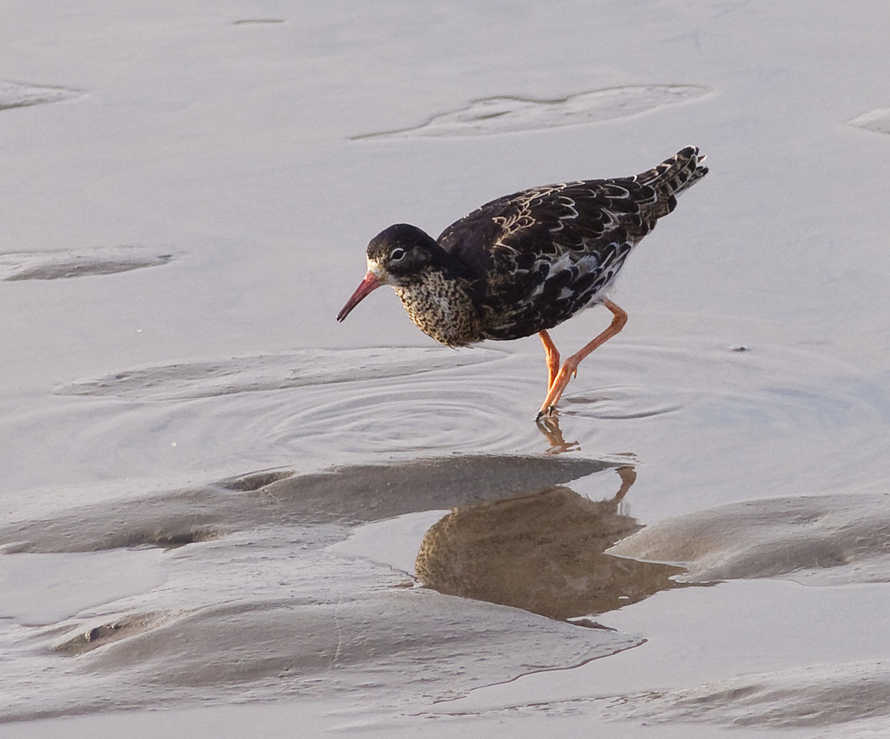 DVERGSNIPE Status: Årlig i lite antall på trekk. Sist sett i 2008. Temmincksnipe Status: Årlig i lite antall på trekk. 2009: Ble observert på 8 dager i perioden 14.5-21.5. Største antall 23 ind. 17.