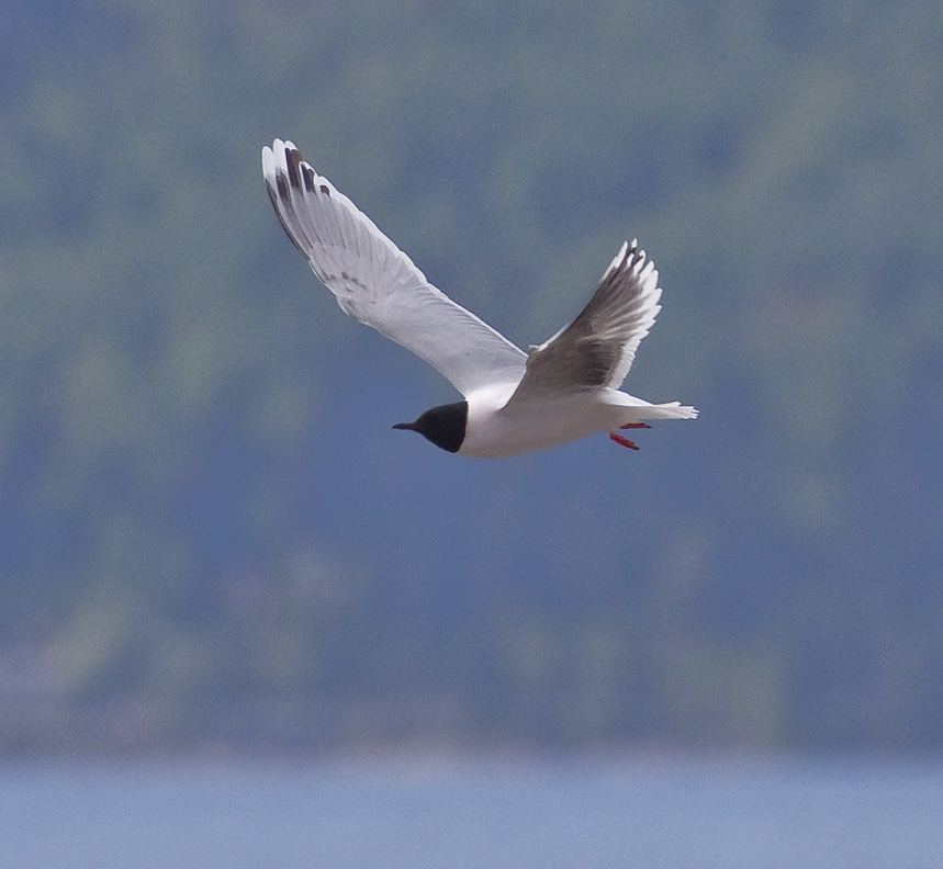 Strandsnipe Status: Meget vanlig, sannsynlig hekkefugl. 2009: Observert på 78 dager i perioden 12.4-25.10. Største antall var 15 ind. 12.5 (BEL, JEN) og 13.5 (JEN). Steinvender Status: Meget sjelden.