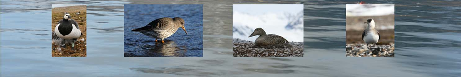 1228 Fugleovervåkning ved etablering av nytt geodesianlegg ved Ny-Ålesund, Svalbard