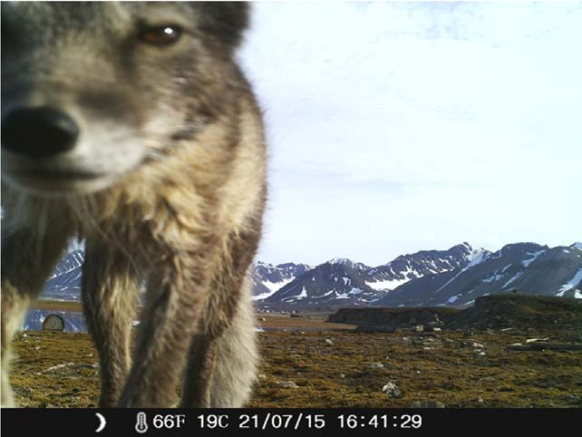 Viltkameraene tok bilder av 314 fugler. De fleste registreringene ble gjort ved Brandallaguna. Hvitkinngås var mest tallrik med 224, deretter fjæreplytt med 40 (tabell 4.4).