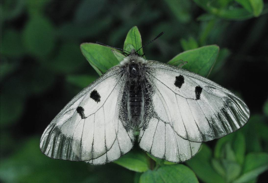 678 Faglig grunnlag for handlingsplan for mnemosynesommerfugl Parnassius