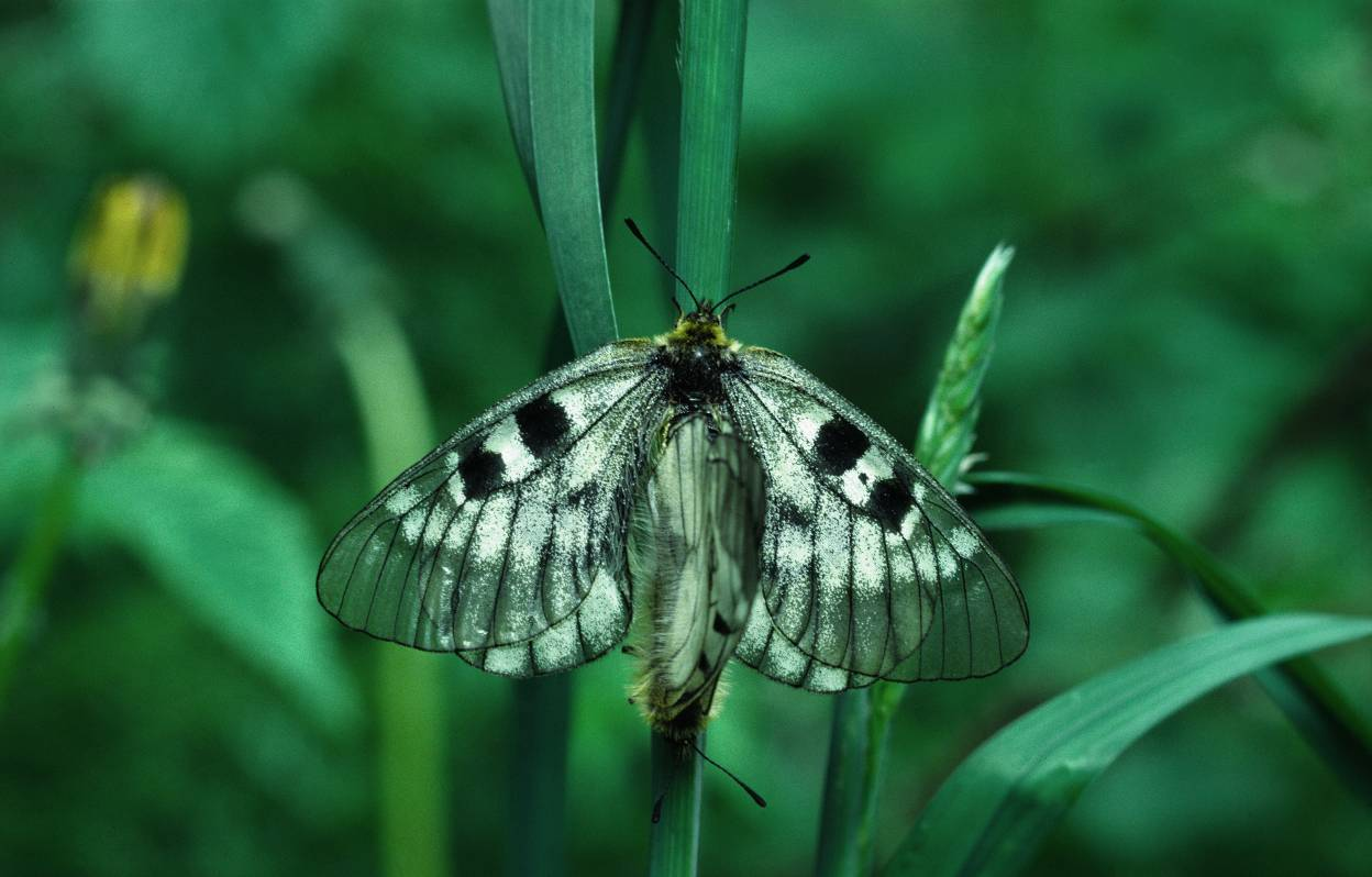 crataegi), som imidlertid mangler svarte flekker. Den har også likhetstrekk med de adskillig mer vanlige artene av kålsommerfugler i slekten Pieris.