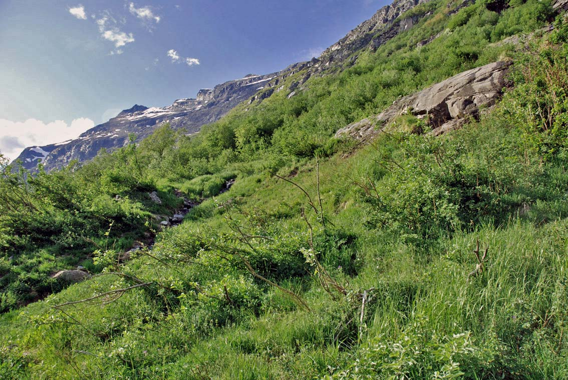 Figur 13. Veikant ved Holssanden i Sunndalen med forekomster av mnemosynesommerfugl.