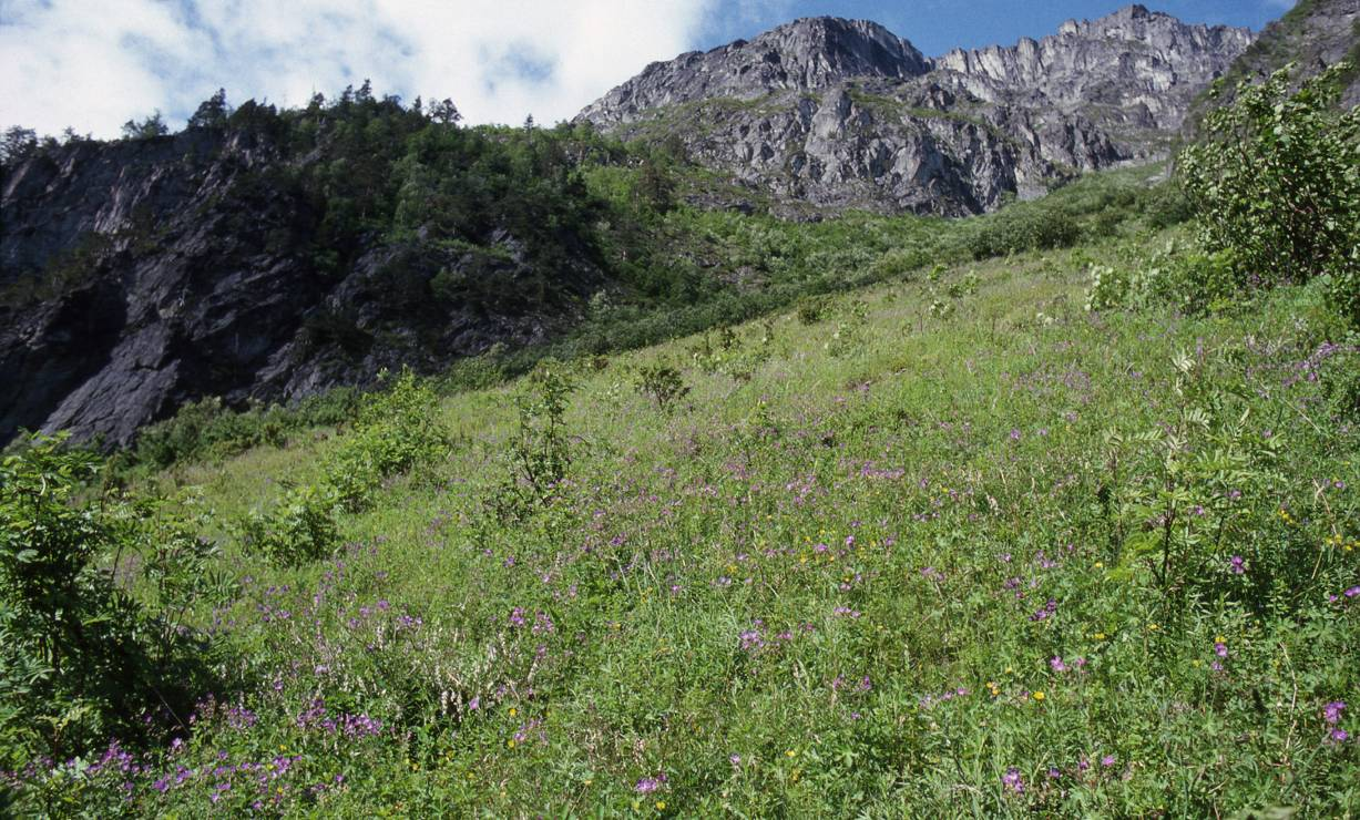 Gravem Gravem-lokaliteten ligger langt oppe i dalen, på ca 270 400 m o.h. (fig. 18), og flygetiden er vanligvis litt senere enn nederst i dalen.